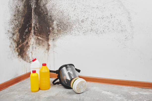 Best Affordable Mold Removal  in Arlington, OH