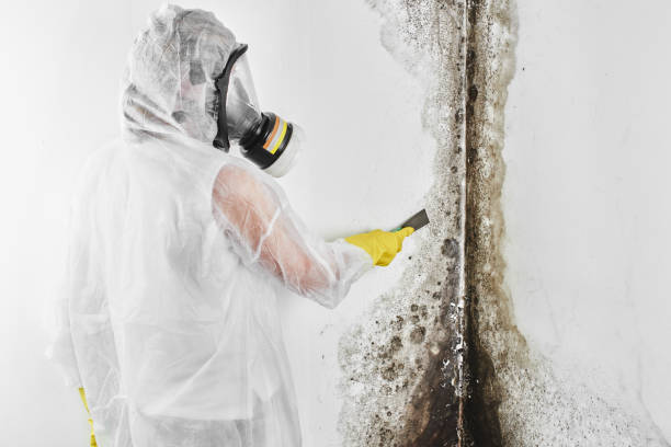 Best Home Mold Removal  in Arlington, OH