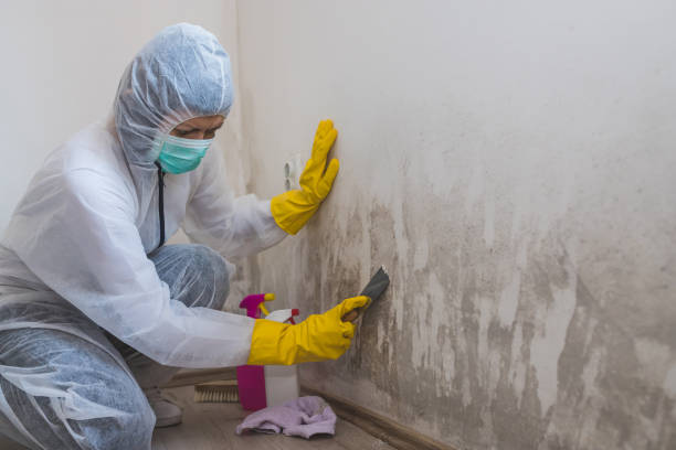 Best Local Mold Removal Service  in Arlington, OH
