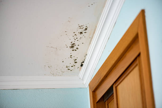 Best Mold Removal Specialists  in Arlington, OH