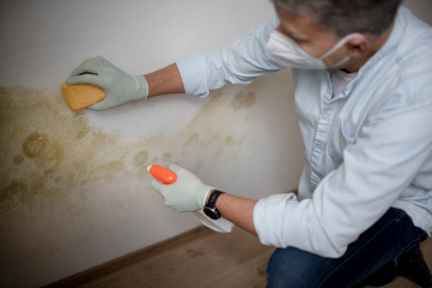 Crawl Space Mold Removal in Arlington, OH