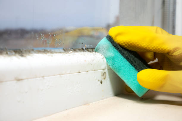 Best Same-Day Mold Removal  in Arlington, OH