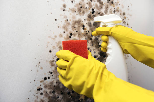 Best Professional Mold Removal  in Arlington, OH