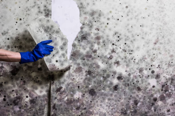 Best Best Mold Removal Companies  in Arlington, OH